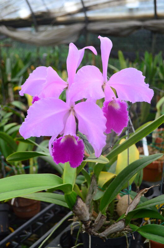 C. warneri tipo"4"盆(4275)(a943) 露天市集 全台最大的網路購物市集