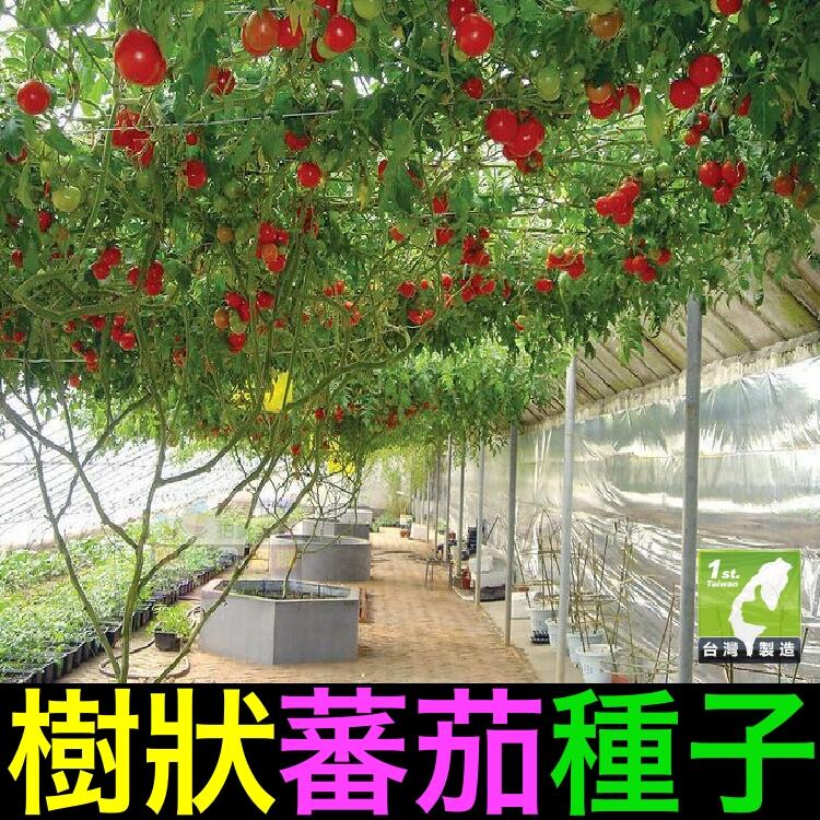 ㊣【我會發芽】番茄樹種子 樹狀蕃茄 紅色櫻桃番茄樹 多年生 無限生長 產量高 易栽好活 陽台盆栽 (約6粒/包)100元