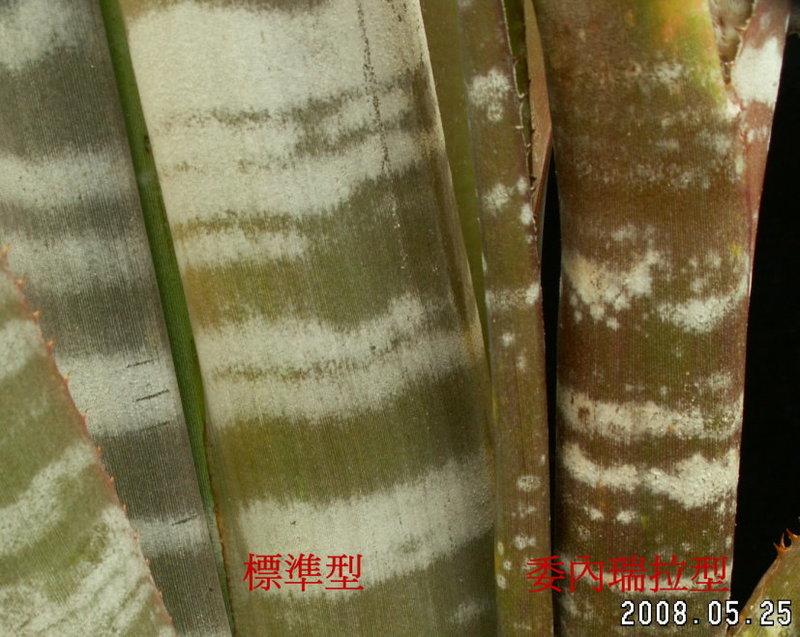 (5785)積水鳳梨─ Billbergia rosea(稀有的委內瑞拉型!!)