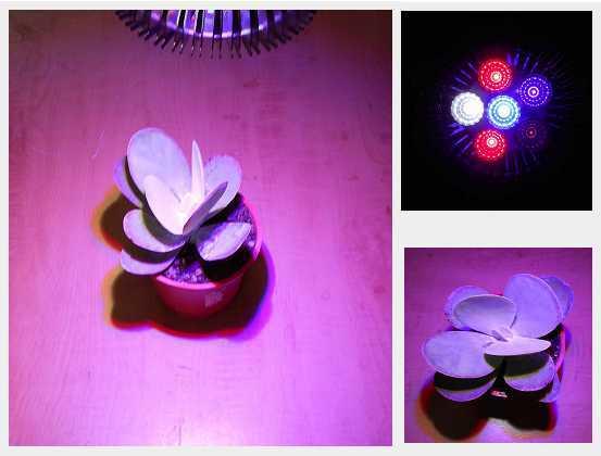 【光力能LED植物燈坊】新型二代鑽石款12w聚光型PAR燈2紅1藍全光譜 多肉/長葉植物LED植物生長補光燈