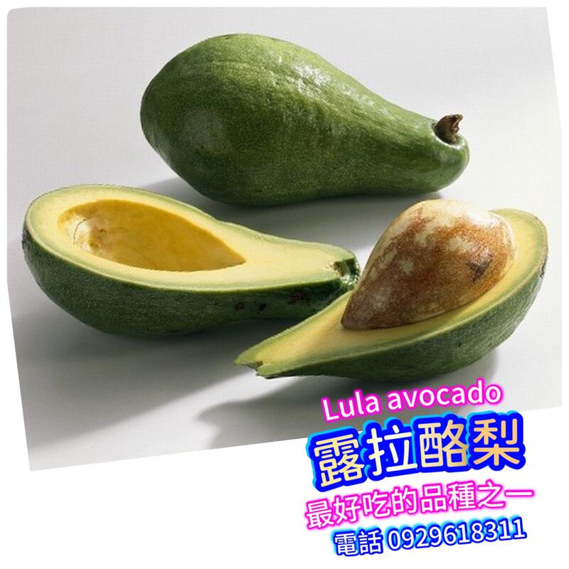 露拉酪梨 嫁接苗（露拉鱷梨）Lula avocado 最新改良進口品種 約2年開始產果