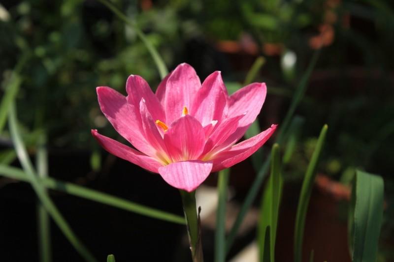 風雨蘭(蔥蘭韭蘭)Zephyranthes Double Lotus開花球