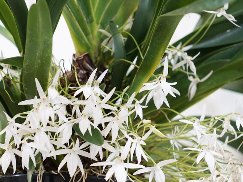 洋蘭 原種 ジュメリア Jum. arachnantha ツボミ付 科摩羅群島原生蘭Jumellea arachnantha(罕見~超大株~整叢6棵)極珍稀