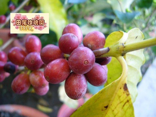 ╭＊田尾玫瑰園＊╯ 優良種苗--(阿拉比卡咖啡)40cm30元/株--咖啡中的極品