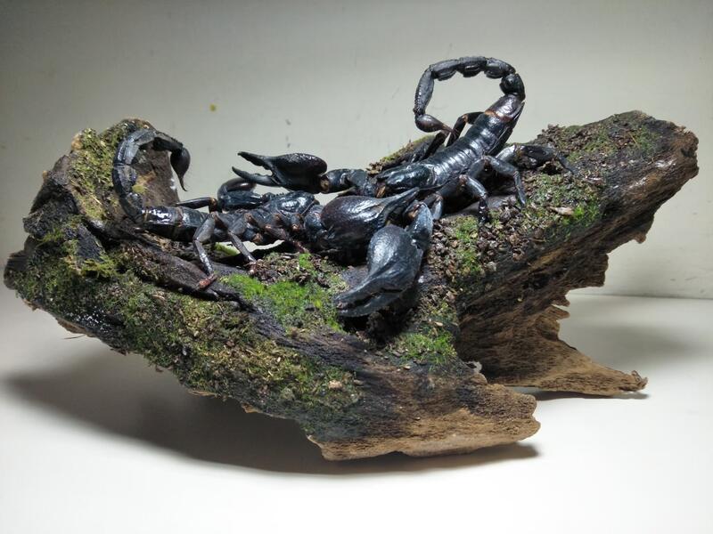 越南雨林蠍 Heterometrus lacticus 造景標本 節肢動物 動態蠍舞
