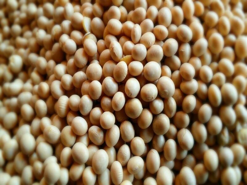 ｛豐｝糧行 有機非基改特選黃豆（1200公克）