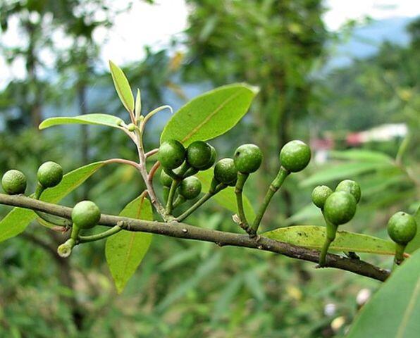 山胡椒馬告種子50粒100元 | 露天市集 | 全台最大的網路購物市集