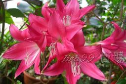 Crinum 'White Fluff