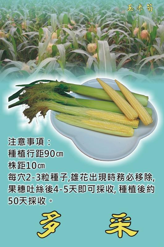 【大包裝蔬菜種子L163】多采玉米筍~口感香甜，適當栽培管理每株可收5穗。