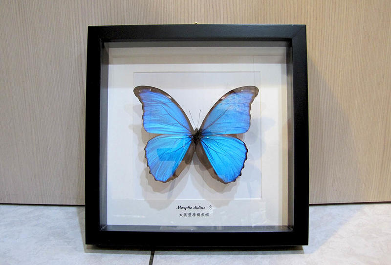 蟲新發現╭○-○╮蝴蝶標本A1 ~ 方型木製標本框 搭配 大美藍摩爾弗蝶（可選黑框或白框）