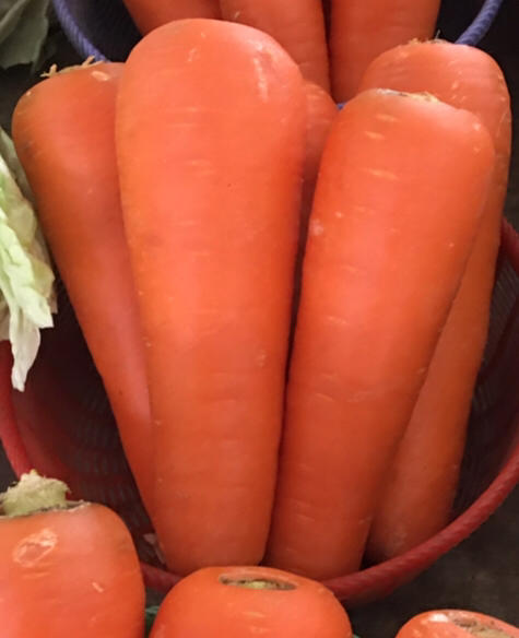 紅蘿蔔種子：家坤種子專賣店