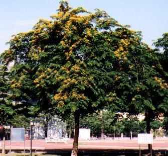 ╭＊田尾玫瑰園＊╯優良樹種-(印度紫檀)-世上最高貴的木材之一.俗稱紅木