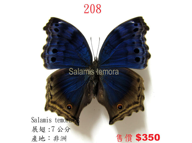 蟲新發現╭○-○╮蝴蝶標本A1~ Salamis temora ♂ 展翅7CM 產地：非洲（缺貨中…）