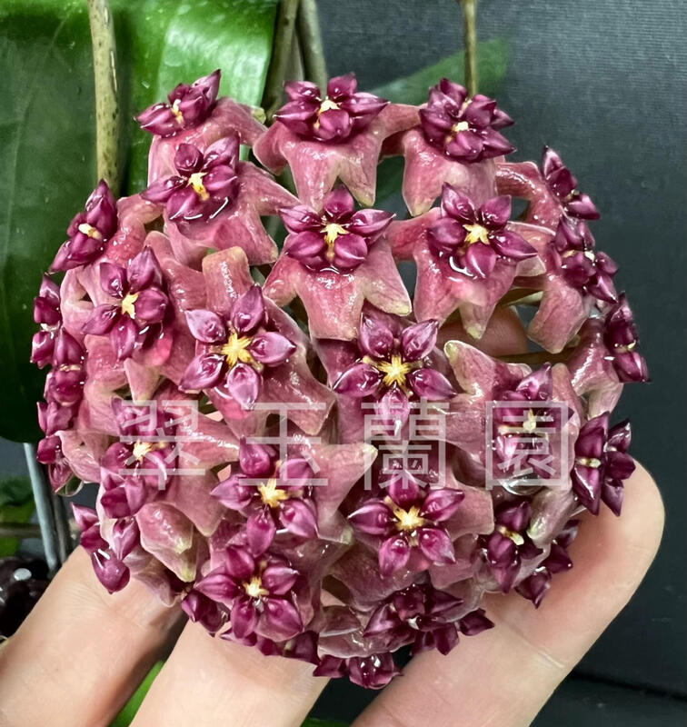 富貴蘭　華毬藻 售: 富貴蘭:千載, 花晚上很香,多芽株,已改上板,上板才會好栽培
