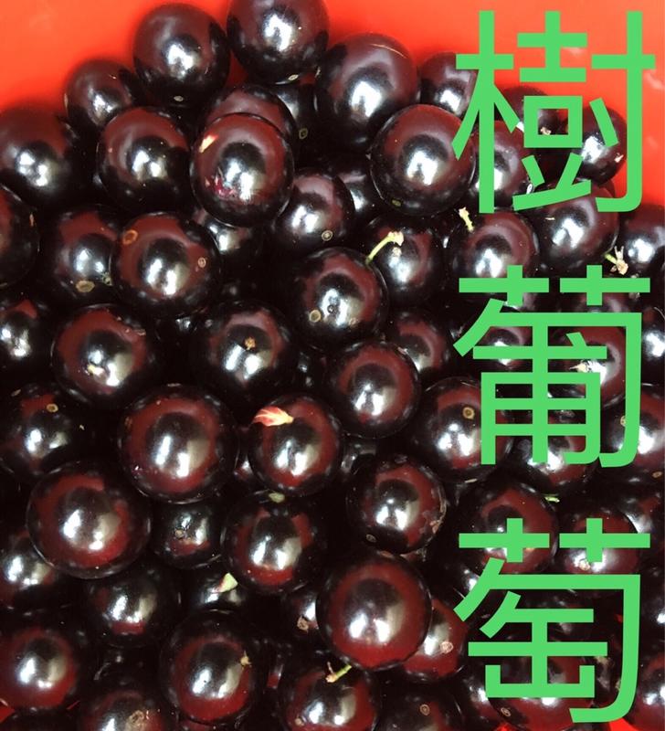 台灣 樹葡萄種子。家坤種子專賣店