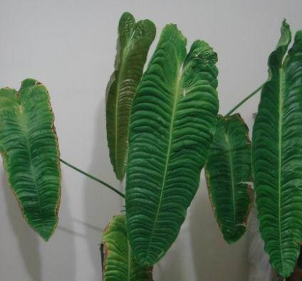雨林植物 Anthurium veitchii