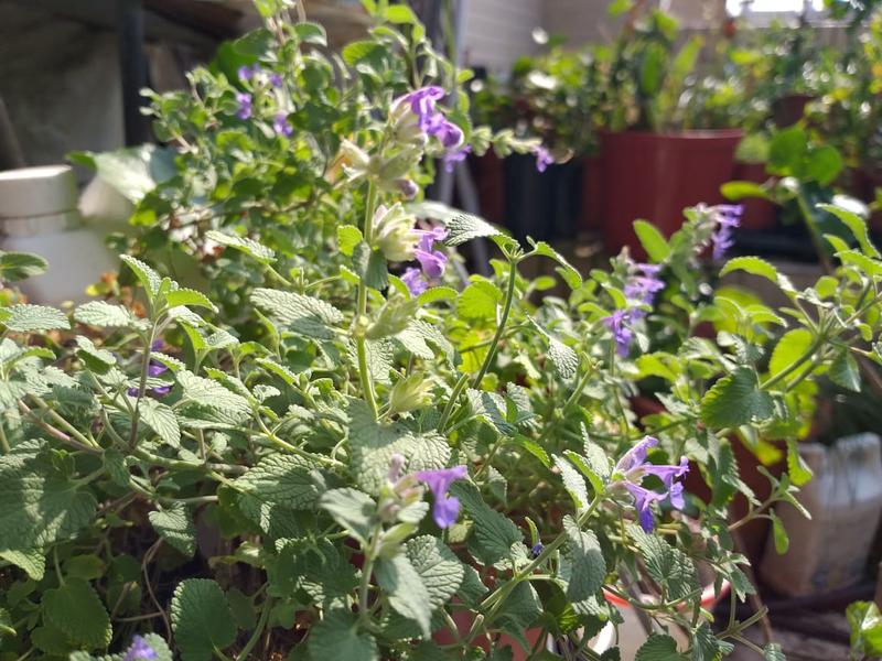 迎曦花園2019年12月進口種子♡貓薄荷 紫丁香 (Nepeta cataria) 50顆/60