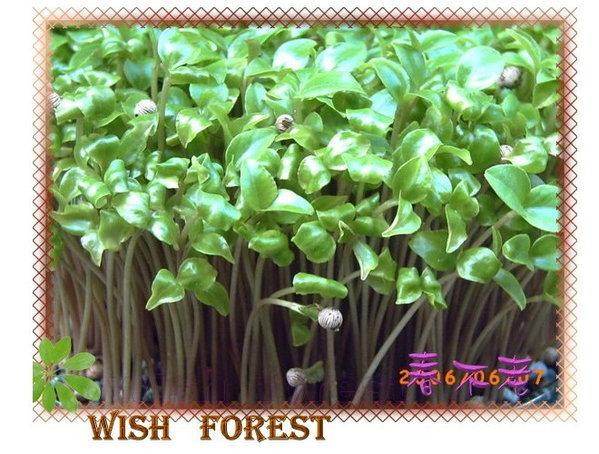 WISH FOREST【種子盆栽】春不老種子100顆30元/象徵青春不老，多子多孫