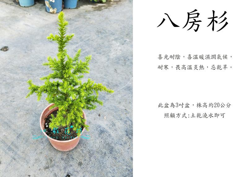 八房杉- 人氣推薦- 2026年6月| 露天市集