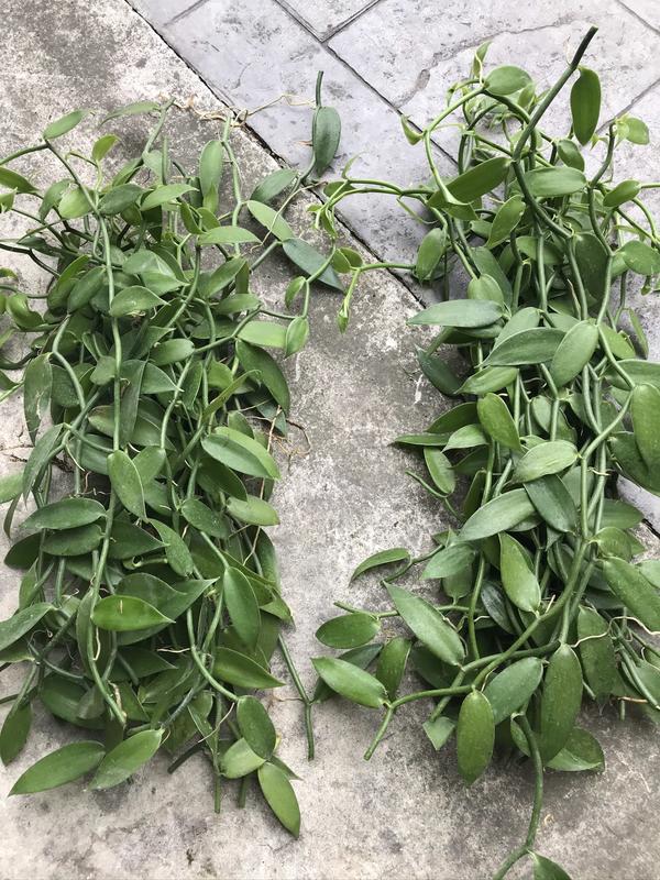 香莢蘭苗 又稱香草蘭 梵尼蘭  香草莢 墨西哥/波本種(Vanilla planifolia)是生產香草豆莢的蘭科植物