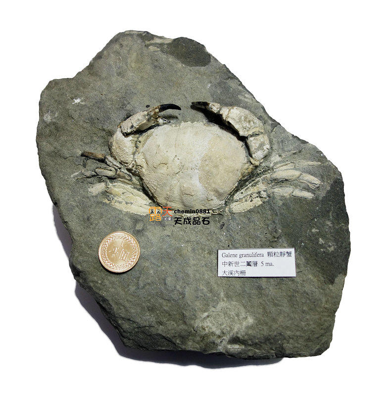 [意者來訊] 中新世二鬮層 10足完整 顆粒靜蟹 螃蟹化石 (2敖8爪) (大溪內柵)