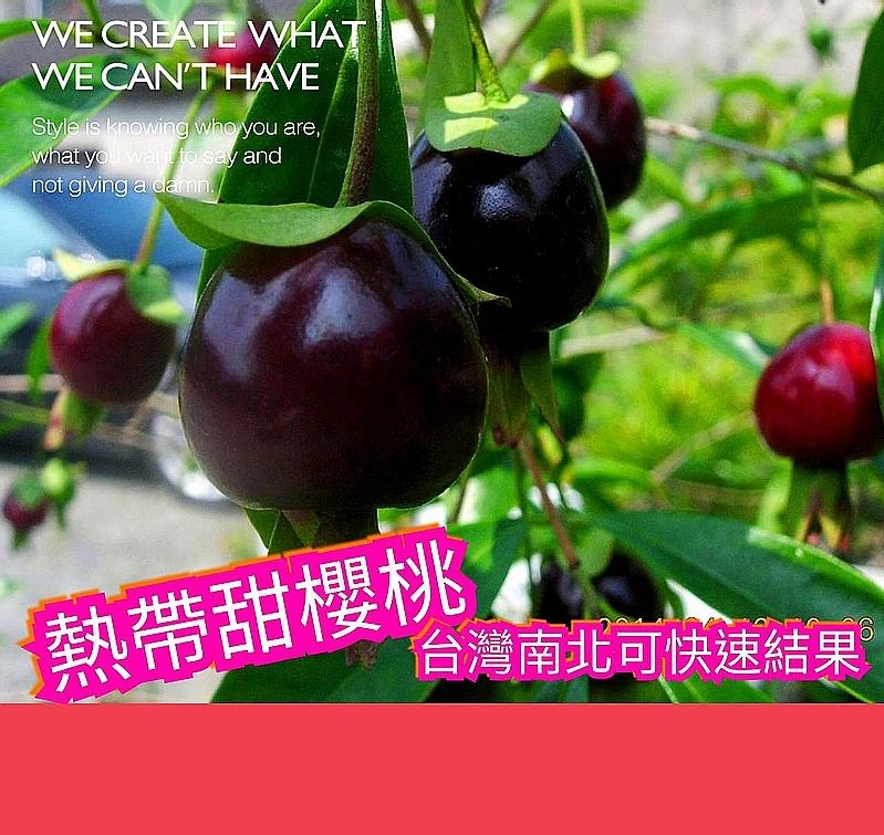 矮種 熱帶甜櫻桃 Brazil cherry 粗大苗，已生過兩次，產季到就會生【買5送1】