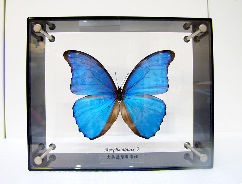 蟲新發現╭○-○╮蝴蝶標本A1 ~ 全新透明壓克力藝術相框 ~ 搭配大美藍摩爾弗蝶