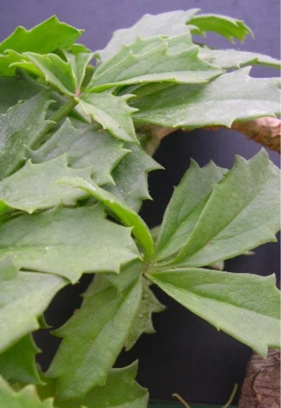 Cyphostemma quinatum (珍稀葡萄甕）