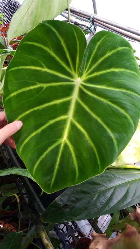 philodendron luxurians