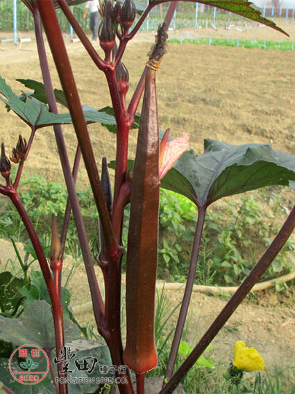 【野菜部屋~中包裝】K71 赤野紅秋葵種子80公克(約1300粒) , 連續結莢能力強，產量高 , 每包180元~