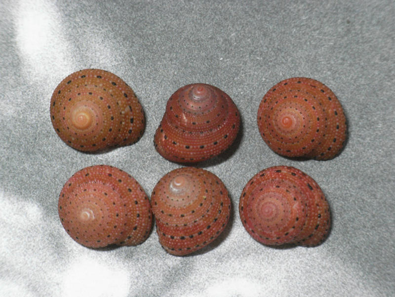 不同顏色的草莓鐘螺特選~殼口完整15.2~16.2mm