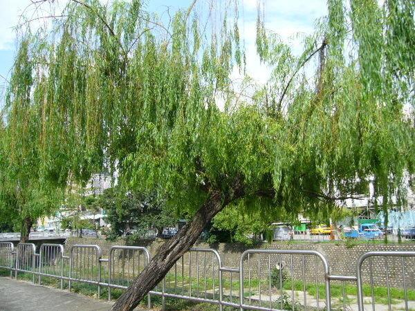 田尾玫瑰園*╯ 庭園用樹(垂柳)-楊柳 | 露天市集 | 全台最大的網路購物市集