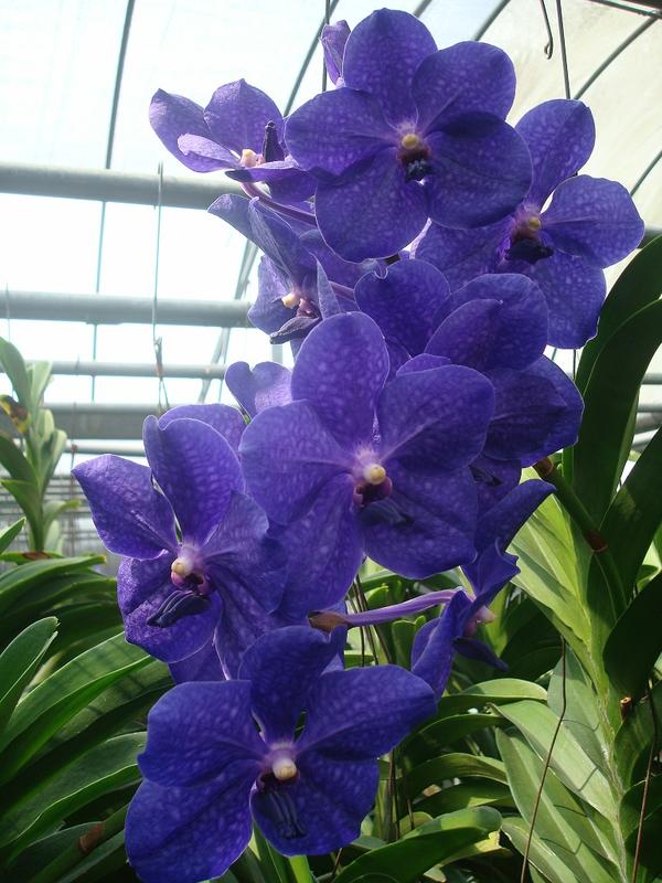 【元氣萬代蘭】國際蘭花展的冠軍品種網紋正藍萬代蘭V.Patchara Blue
