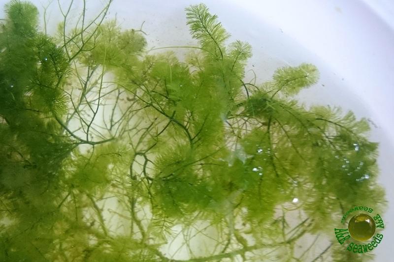 Caulerpa verticillata 新娘藻 海藻 海水缸