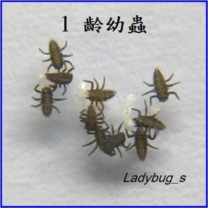 六條瓢蟲 (1齡幼蟲) - 捕食多種蚜蟲, 蟎類, 蚧蟲 - 天敵昆蟲