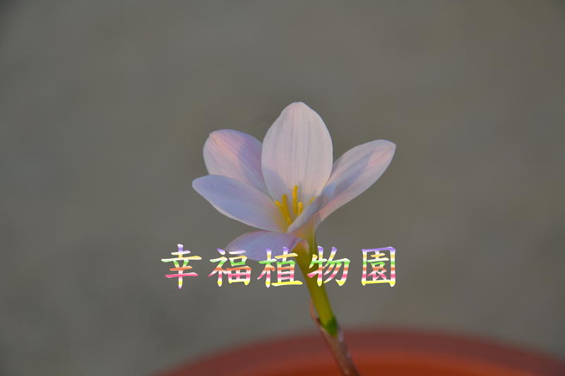 [幸福植物園]風雨蘭 楊梅鍾聲Zephyranthes Bayberry bells