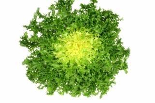 菜根園-綠捲鬚菊苣種子1500粒