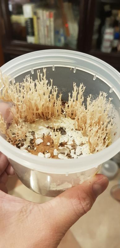 杯冠瑚菌 珊瑚菌 菌種 Artomyces pyxidatus 