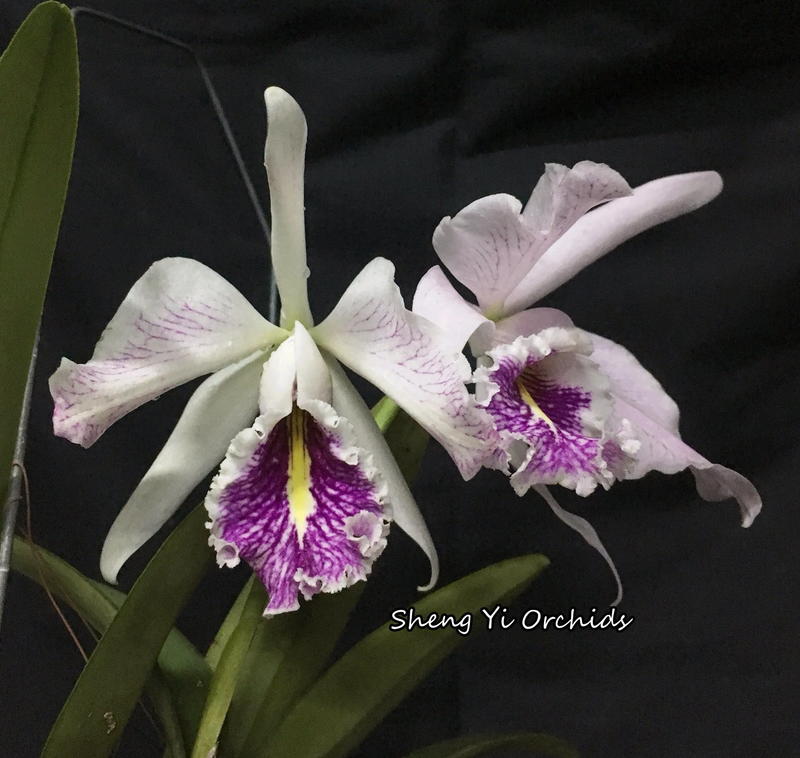 C. maxima delicata sib HTP944 洋蘭 原種-