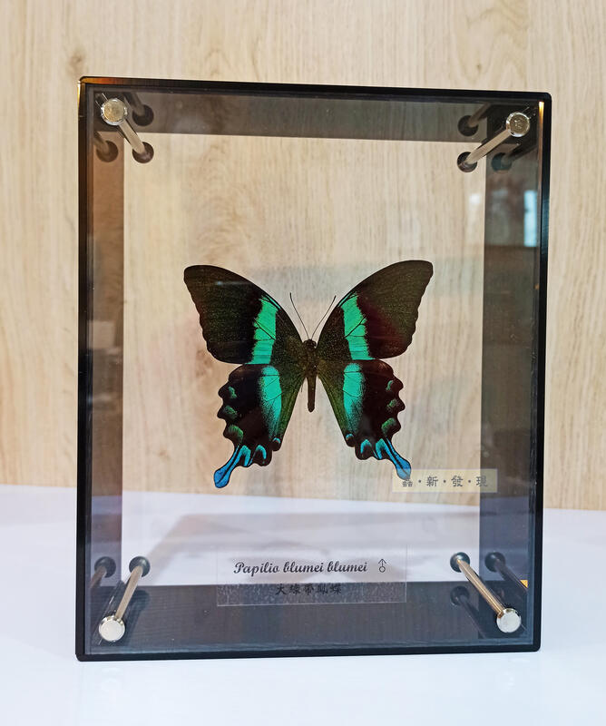 蟲新發現╭○-○╮蝴蝶標本A1 ~ 全新透明壓克力藝術相框 ~ 搭配大綠帶鳳蝶