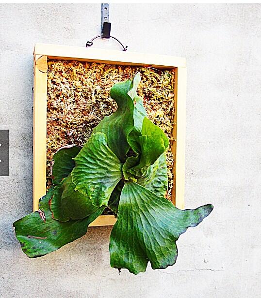 鹿角蕨 非象玉扇(非洲猴腦x象耳鹿角蕨 )Platycerium Erawan 'Jade Fan' 2.5吋盆