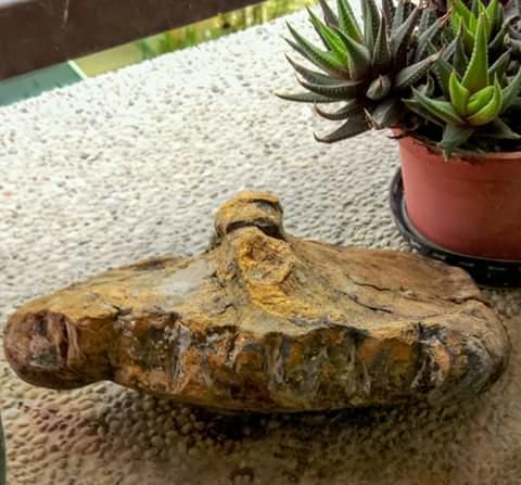 中部山採 齒龜 太空船 龜包 龜甲石 收藏 巧雕