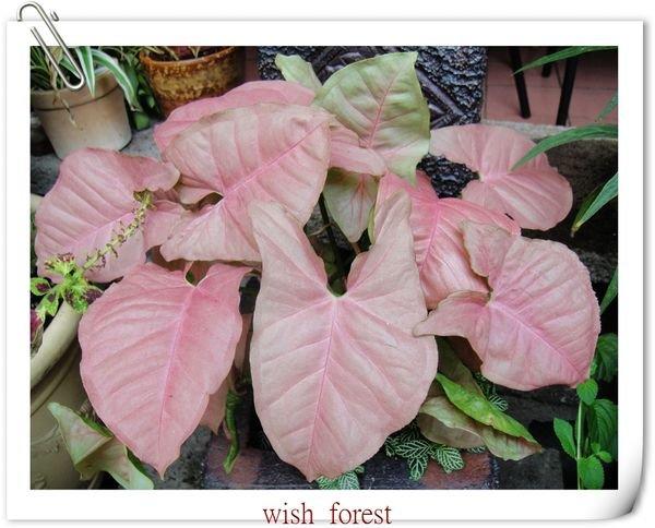 WISH FOREST【紅葉植物。粉紅佳人合果芋】。淡粉紅葉色。組合盆栽不可少的紅色系~。