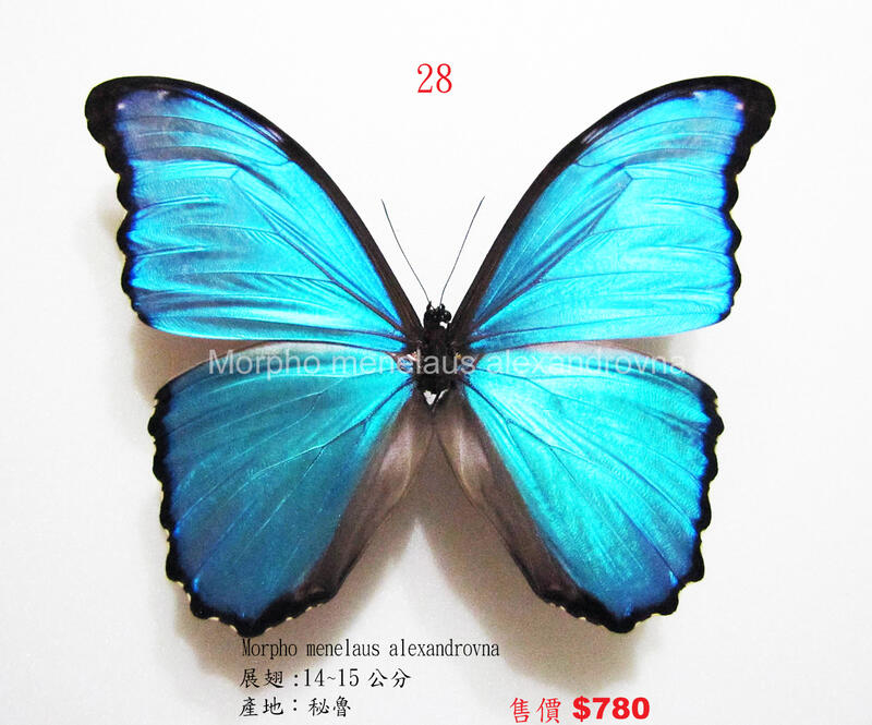 蟲新發現╭○-○╮蝴蝶標本A1~大藍摩爾弗蝶  展翅14CM  產地：秘魯（缺貨中…）