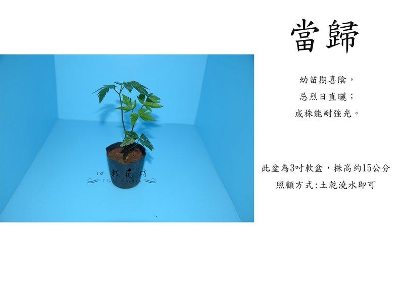 心栽花坊-當歸/山當歸/藥用植物/香草植物/香料植物/售價50特價40
