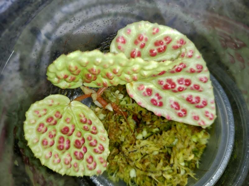 Begonia sp 俗稱3D燒燙傷海棠