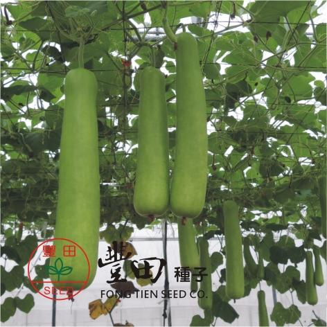 【野菜部屋~】K67 福壽長匏種子3粒 , 生長強勢 , 抗病性強 , 每包15元~