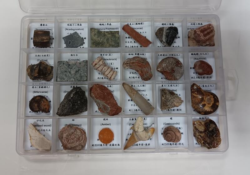 ~star~化石標本盒(內附24種化石)~菌藻類化石+球接子+蝙蝠+鏡眼+沟溝三葉蟲+恐龍糞石+恐龍骨+恐龍蛋(蛋殼)