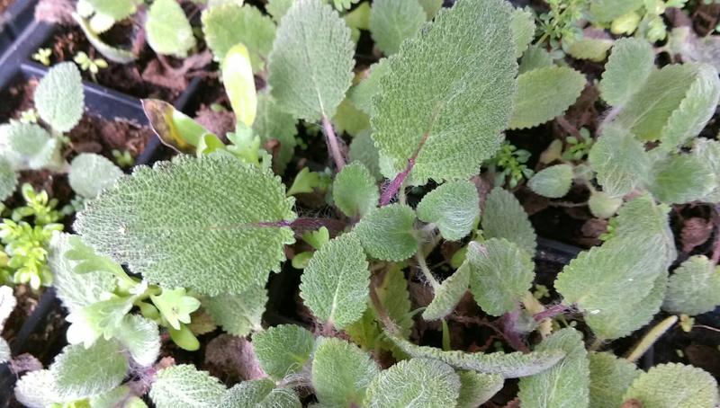"禎豐美"   香草植物  快樂鼠尾草 Salvia sclarea Clary sage 種子 $20/包