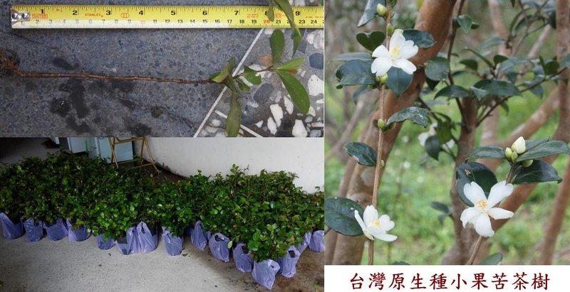 台灣原生種小果苦茶樹, 非 大果苦茶樹, 非 金花, 非 紅花
